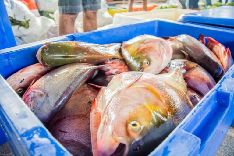 30 espécies de pescados e crustáceos entram no período de defeso no Amapá