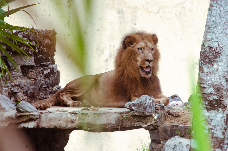 leo