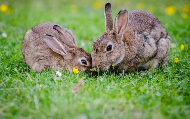 Confira os significados de sonhos com animais