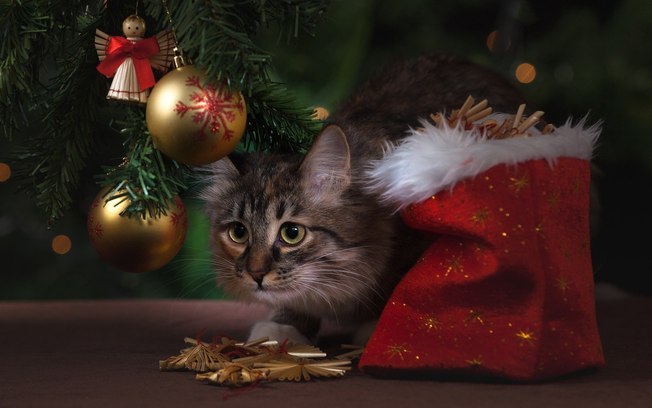 10 imagens super fofas que mostram como seria um Natal só de gatos