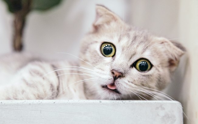 Retrospectiva 2020: relembre os gatos mais fofos do ano