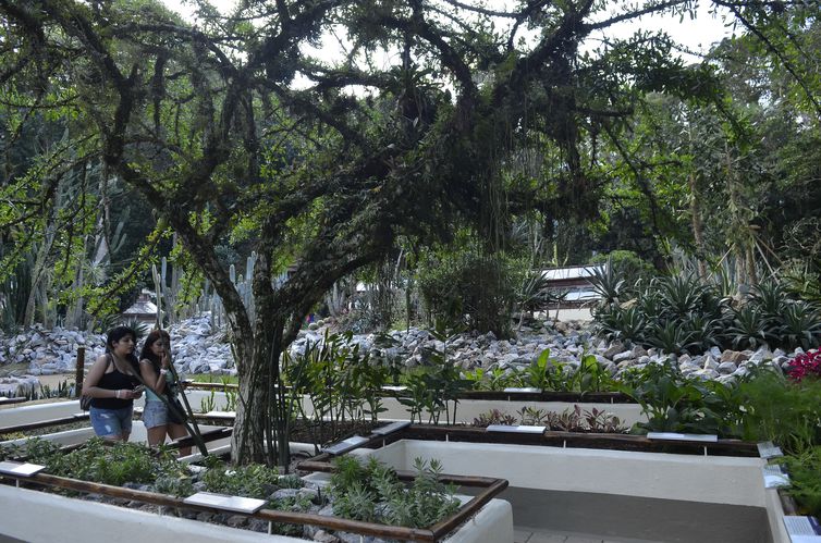 Jardim Botânico do Rio inaugura serviço de visita guiada em carrinho