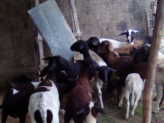 Projeto Dom Távora entrega investimento produtivo em ovinocultura e avicultura em Simão Dias