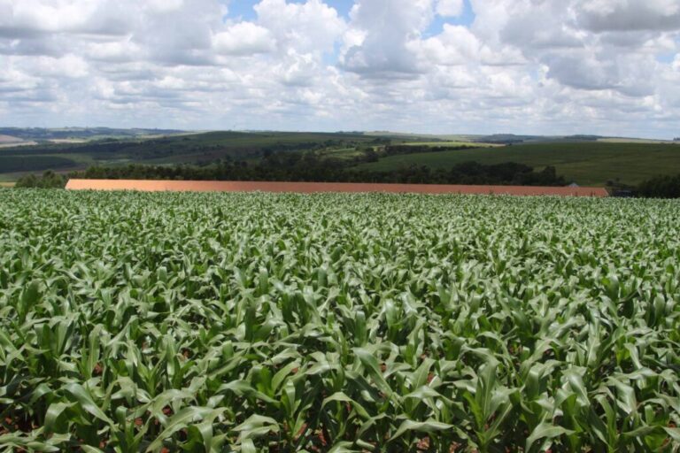 Safra de verão no Paraná deve chegar a 24,2 milhões de toneladas