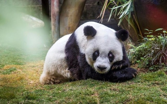 Panda mais velho do mundo morre aos 38 anos em zoológico da China