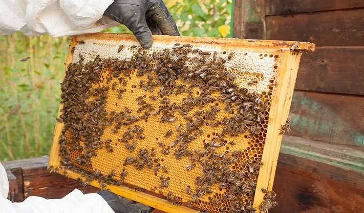 Apicultura em MS é reconhecida por qualidade e caminha para produção orgânica