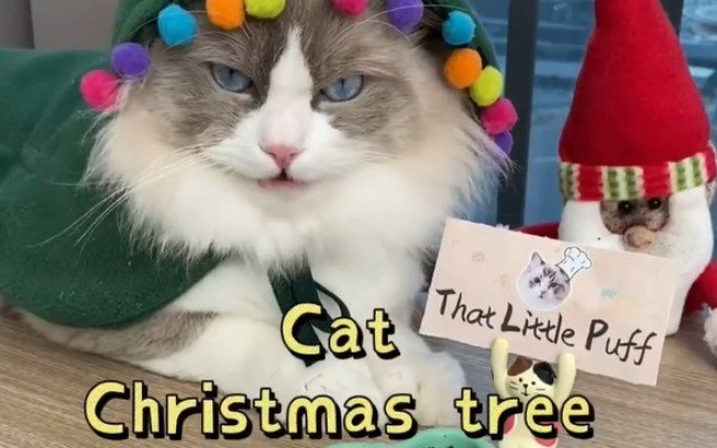 Este gatinho vai te ensinar a fazer um doce de Oreo para o Natal