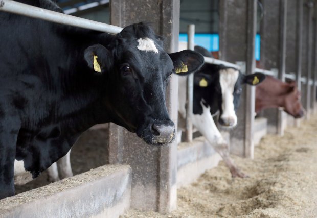 Estiagem SC: Governo do Estado investe R$ 10 milhões para apoiar bovinocultores