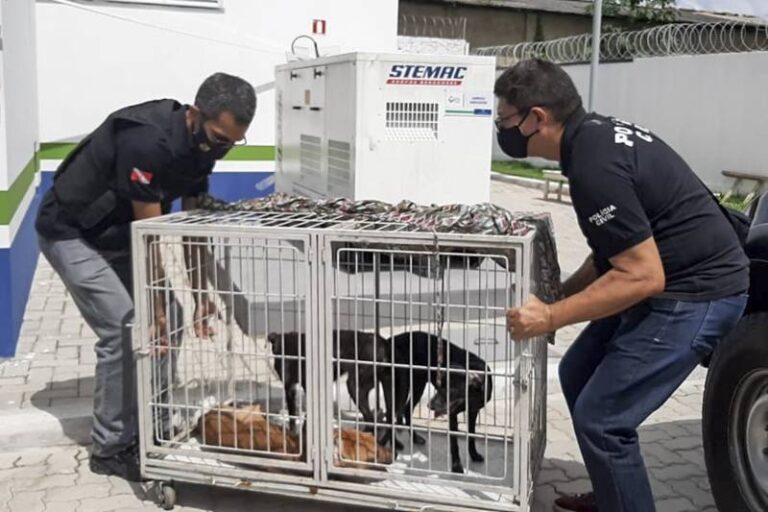 Polícia Civil resgata três cães e indicia donos pelo crime de maus-tratos