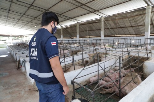 Adaf renova certificação sanitária de abatedouro de suínos na zona rural de Manaus