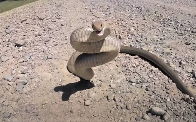 Criança é picada por cobra venenosa após pisar no animal; veja o vídeo