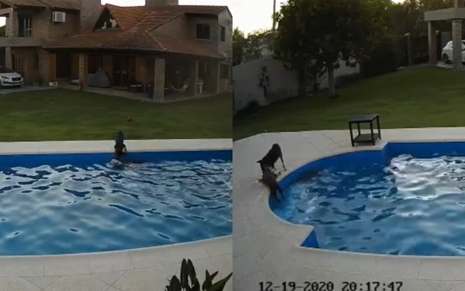 Emocionante! Filhote salva cachorra de 14 anos que caiu na piscina; assista