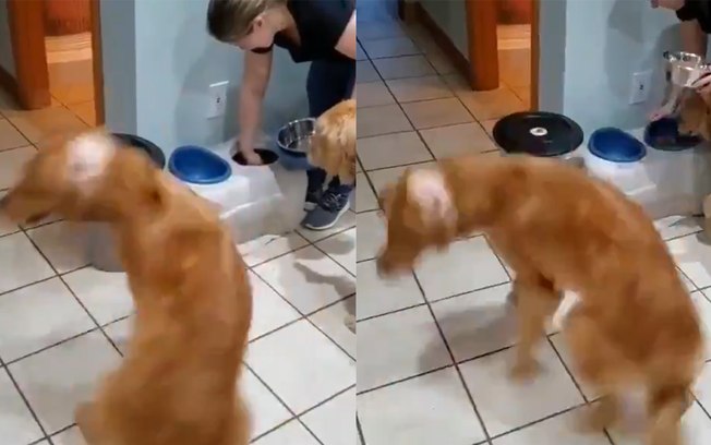 Gira pião! Vídeo de cãozinho todo animado para comer viraliza