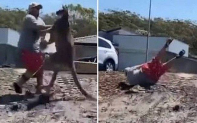 Na Austrália, homem tenta afugentar canguru e é nocauteado; veja o vídeo