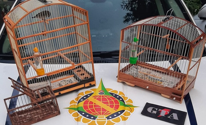PM liberta pássaros mantidos em cativeiro por morador do Cruzeiro