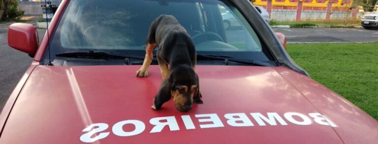 Canil do Corpo de Bombeiros ganha novo reforço