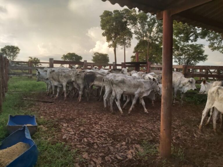 Polícia Civil prende em flagrante associação criminosa suspeita de furto de gado em Mara Rosa