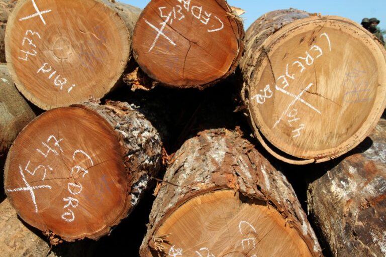 Período de restrição da extração de madeira dos projetos de manejo sustentável entra em vigor em 1º de janeiro de 2021