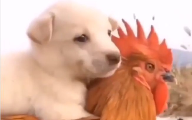 Combo de fofura: amizade entre cão e galinha é narrada por criança