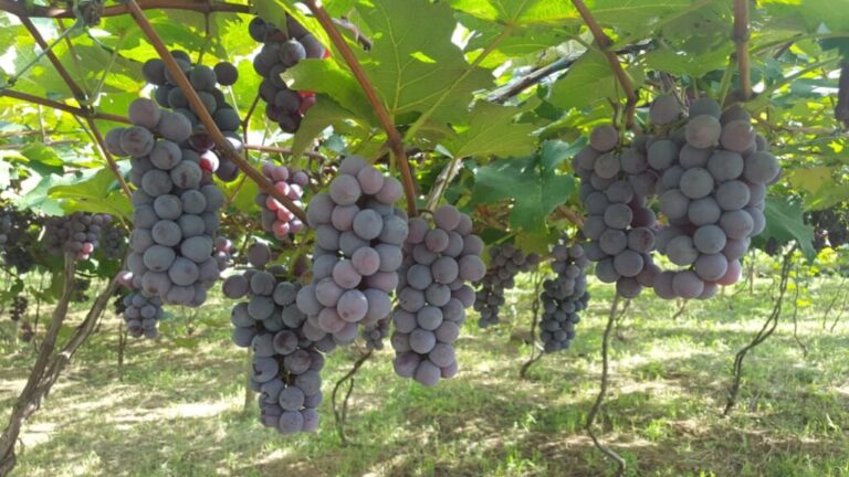 Secretaria de Agricultura oferece crédito a produtores de uva