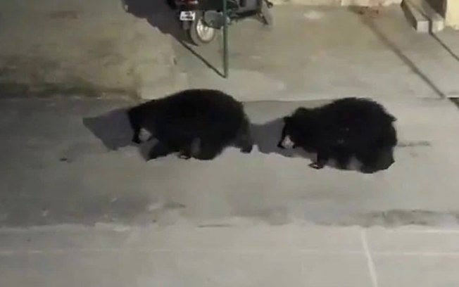 Ursos são filmados entrando em uma delegacia de polícia; assista