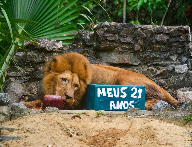 Leão do Parque de Dois Irmãos completa 21 anos